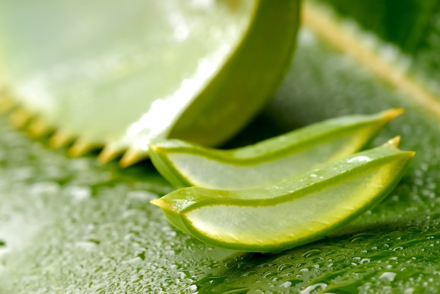aloe2
