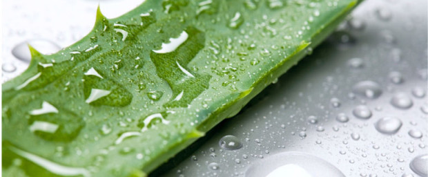 Aloe arborescens-the-Mittel-at-all-unsere-Krankheit-774x320