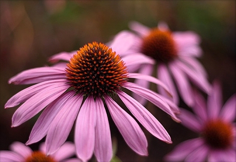 echinacea_ruby_star_cl