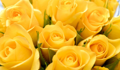 Rose-yellow-to-the-mother